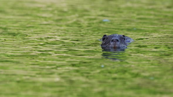 Front facing nutria, myocastor coypus floating on rippling water with green foliage reflection on wa