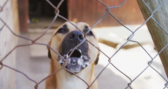 Abandoned dog locked up in a shelter