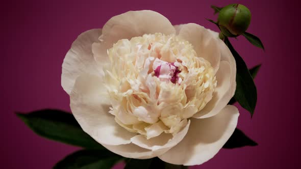 Timelapse of White Beautiful Blooming Peony Flowers, Inspiration, Floral Blossom