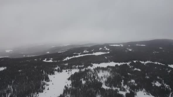 Winter Blizzard in the forest