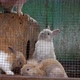 Filming of Baby Rabbits Rubbing Against the Cage and Sniffing It - VideoHive Item for Sale