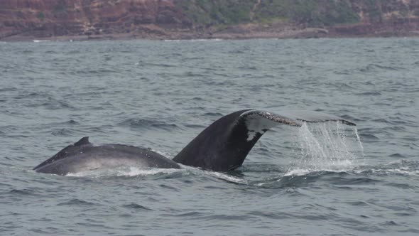 slow motion shot of a humpback whale's tail as it dives underwater