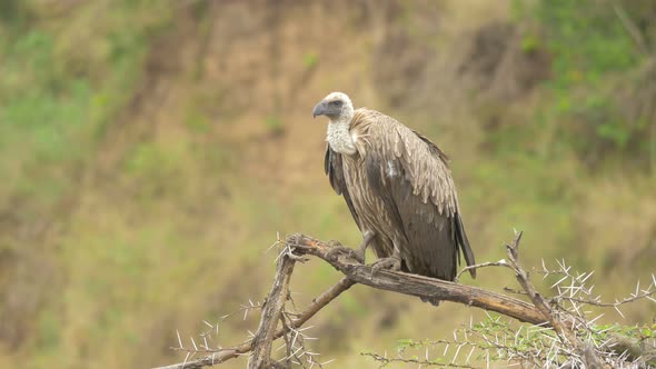 White-backed vulture perching on a tree