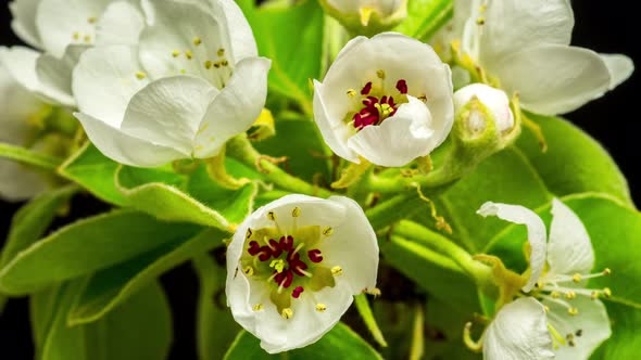 Pear Fruit Blossom Timelapse on Black