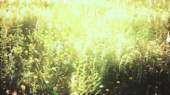 Wild Field Flowers at Summer Sunset