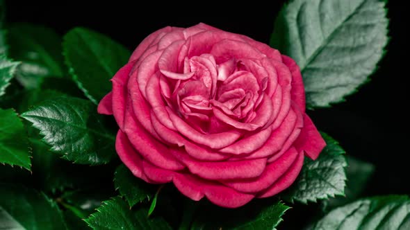 Red Rose Plant Blooming Flower in Time Lapse on a Black Background.