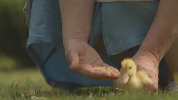 Unrecognizable Senior Woman Feeding Baby Duckling Outdoors. Femal Caucasian Hands Holding Bird and