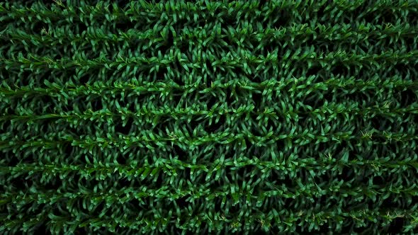 Aerial View of a Green Corn Field