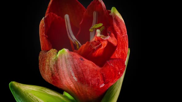 Beautiful Red Amarylis Bloom Time Lapse Macro Shot  Video