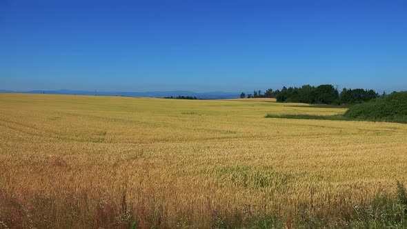 Nature - Field with Plants (Wheat) - Sunny Day (Blue Sky)