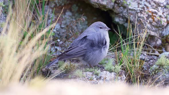 Plumbeous Sierra-Finch (Geospizopsis unicolor) standing on rocky terrain in the mountains in a windy
