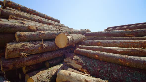 Huge Pine Log Stacks in Sawmill Yard at Forest on Sunny Day