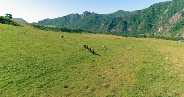 Flight Over Wild Horses Herd on Meadow