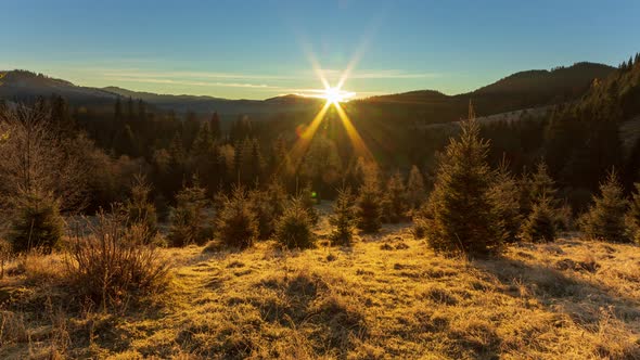 Sunny Forest Early in the Morning