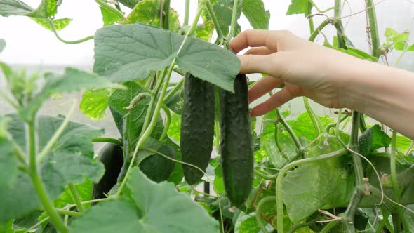 Farmer Woman Harvests Cucumbers in a Greenhouse Closeup