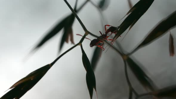 Closeup of Ants on Plant Stems