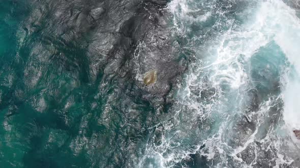 Aerial camera captures turtles in blue waves of the ocean near the stone coast at Kauai, Hawaii, USA