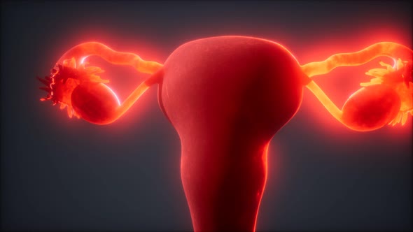 Female Reproductive System Anatomy alt
