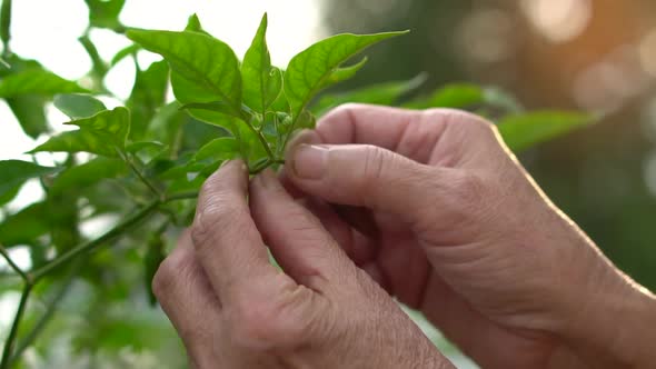 Gardener's Hand Picking Chili Peppers From A Tree