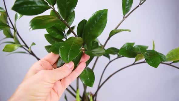 Woman's hand wipes the leaves of beautiful zamioculcas home plant.