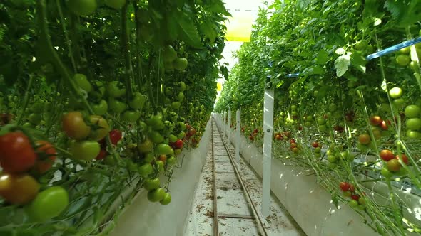 Tomatoes Greenhouse