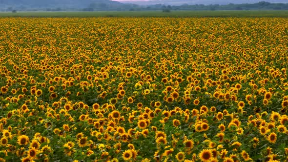 Aerial Video Footage of a Field with Sunflowers