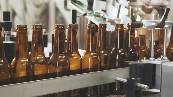 Beer bottles on a factory conveyor