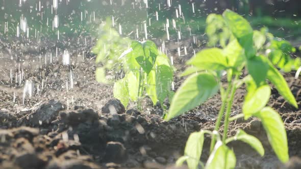 Slow Motion Watering Seedling Tomato in the Garden