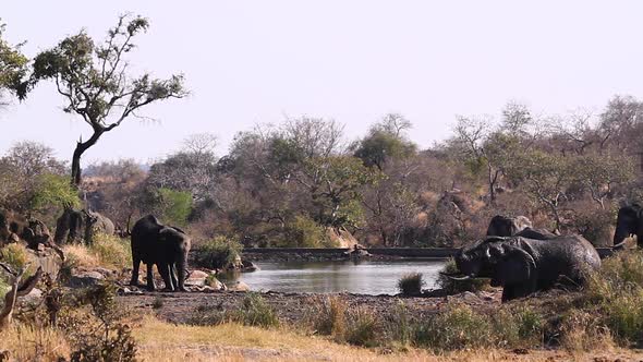 African bush elephant in Kruger National park, South Africa