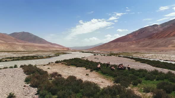 Aerial Over Panji River and Camels Near Arid Desert Mountains