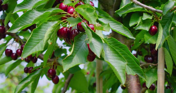 Red Sweet Cherry Tree Branch with Bunch of Tasty Fruits on Wind