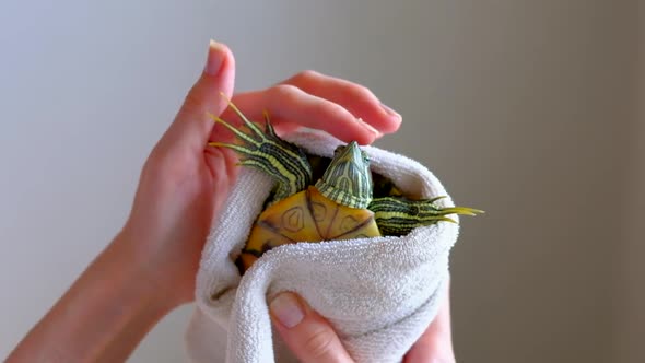 Female Hands Drying Redeared Turtle In White Towel After Washing In Bathtub