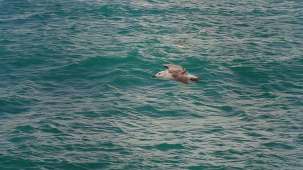 Seagull flying across the wide blue sea