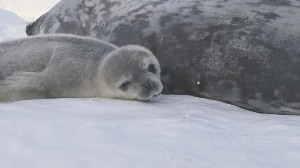 Antarctica Baby Weddell Seal Rest Adult Mother