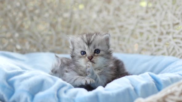 Close Up Of Scottish Kittens Playing On Bed