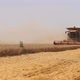Wheat Harvesting on Field in Summer Season - VideoHive Item for Sale