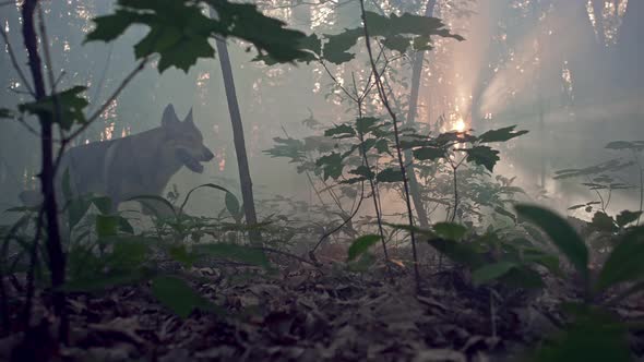 The Wolf Walks Through a Mystical Forest with the Sun's Rays in the Wild