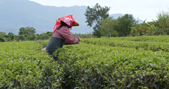 Woman work at the tea farm