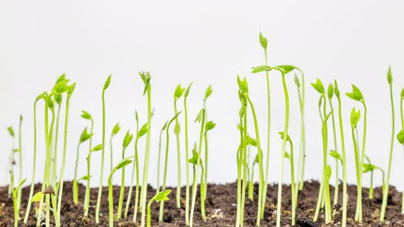 Growing green grass plant time lapse