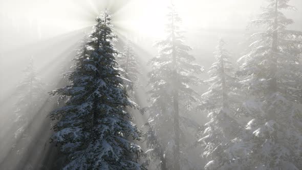 Misty Fog in Pine Forest on Mountain Slopes