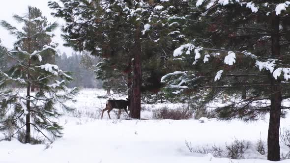 Deer Walking Through Deep Snow In Forest, USA