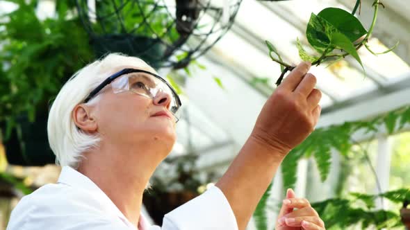 Female scientist checking plants