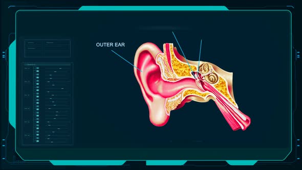 Ear Anatomy