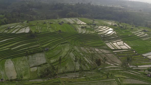 Serene Drone Shot of Bali, Indonesia Rice Terraces and Surrounding Plants