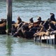 Sea lions on Pier 39 - VideoHive Item for Sale