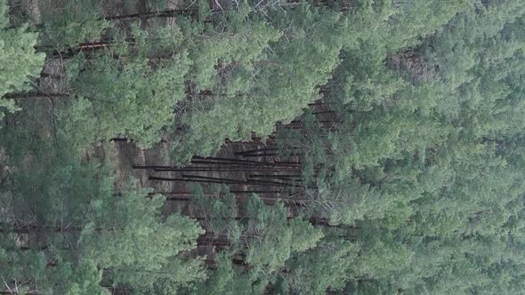 Vertical Video of Pine Forest Aerial View Slow Motion