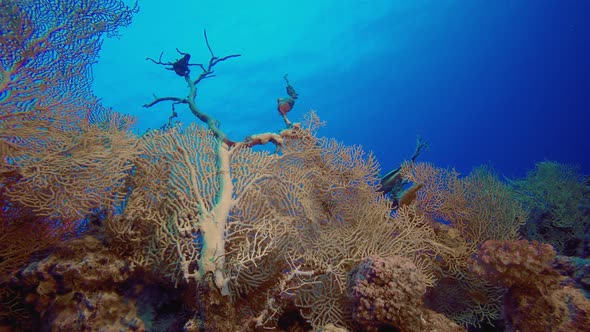 Red Sea Tropical Gorgonian