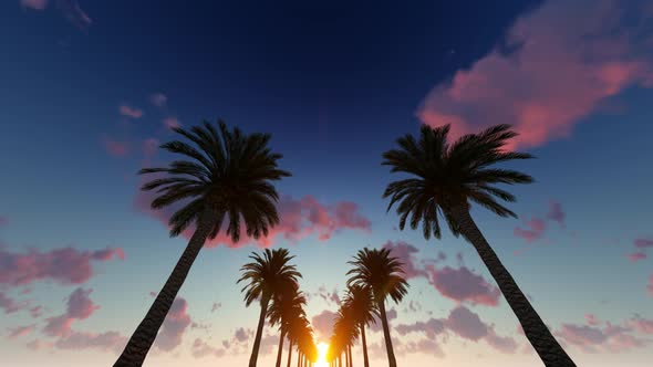 Palm Trees And Sky