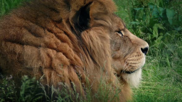 Lion In The Grass