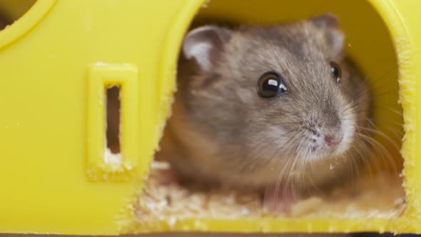 Small gray jungar hamster rats in yellow home cage.